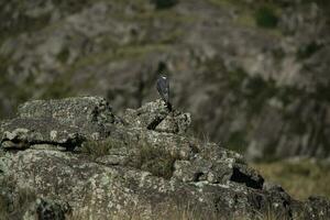 rosso sostenuto falco, montanaro praterie nel pampa de achala , quebrada del condorito nazionale parco, cordova Provincia, argentina foto