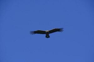 andino condor ,torre del paine nazionale parco, patagonia, chile. foto