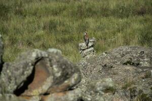 rosso sostenuto falco, montanaro praterie nel pampa de achala , quebrada del condorito nazionale parco, cordova Provincia, argentina foto