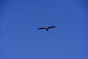 andino condor ,torre del paine nazionale parco, patagonia, chile. foto