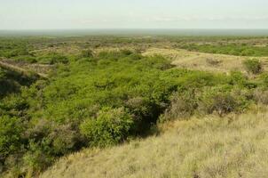 calden foresta paesaggio, prosopis caldenia impianti, la pampa Provincia, patagonia, argentina. foto