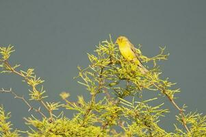 zafferano fringuello ,sicalis flaveola, la pampa, argentina. foto