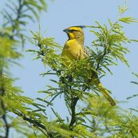 giallo cardinale, governatrice cristata, in via di estinzione specie nel la pampa, argentina foto