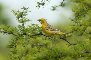 giallo cardinale, governatrice cristata, in via di estinzione specie nel la pampa, argentina foto