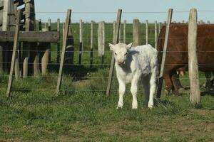 bianca shorthorn vitello , nel argentino campagna, la pampa Provincia, patagonia, argentina. foto