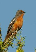 bianca ribaltato tagliapiante, fitotoma rutila, la pampa, argentina foto