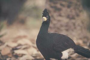 spoglio affrontato curassow, nel un' giungla ambiente, pantanal brasile foto