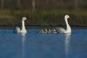 coscoroba cigno con cigni nuoto nel un' laguna , la pampa Provincia, patagonia, argentina. foto