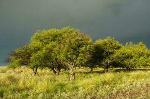 calden foresta paesaggio, prosopis caldenia impianti, la pampa Provincia, patagonia, argentina. foto