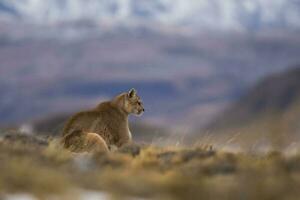 puma a piedi nel montagna ambiente, torres del paine nazionale parco, patagonia, chile. foto