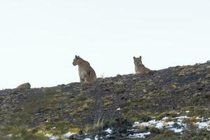 puma a piedi nel montagna ambiente, torres del paine nazionale parco, patagonia, chile. foto