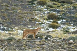 puma a piedi nel montagna ambiente, torres del paine nazionale parco, patagonia, chile. foto