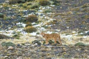 puma a piedi nel montagna ambiente, torres del paine nazionale parco, patagonia, chile. foto