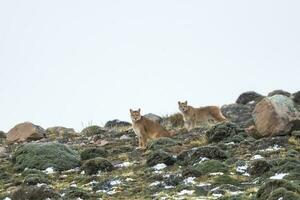 puma a piedi nel montagna ambiente, torres del paine nazionale parco, patagonia, chile. foto