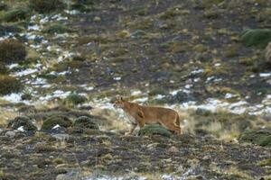 puma a piedi nel montagna ambiente, torres del paine nazionale parco, patagonia, chile. foto