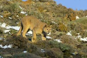 Puma a piedi nel montagna ambiente, torres del paine nazionale parco, patagonia, chile. foto