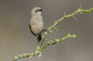 baia alato cowbird nel calden foresta ambiente, la pampa Provincia, patagonia, argentina. foto