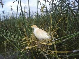 bestiame Airone, bubulco ibis, Nidificazione, la pampa Provincia, patagonia, argentina foto