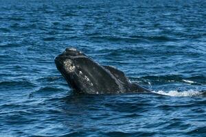 sohutern giusto balena balena respirazione, penisola Valdes, Patagonia, Argentina foto