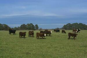 mucche pascolo nel il campo, nel il pampa pianura, argentina foto