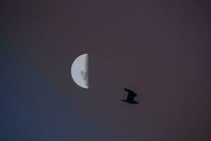 uccelli e Luna paesaggio foto