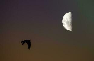 uccelli e Luna paesaggio foto