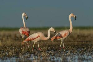 fenicotteri nel pampa laguna ambiente, la pampa, patagonia argentina foto