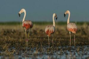 fenicotteri nel pampa laguna ambiente, la pampa, patagonia argentina foto