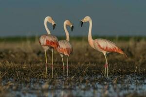 fenicotteri nel pampa laguna ambiente, la pampa, patagonia argentina foto