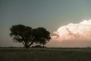 pampa albero paesaggio a tramonto, la pampa Provincia, argentina foto