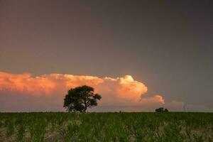 pampa albero nel rurale paesaggio, la pampa Provincia, patagonia, argentina. foto