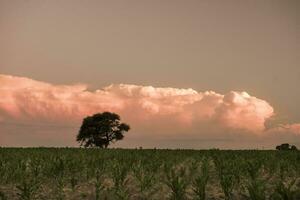 pampa albero paesaggio a tramonto, la pampa Provincia, argentina foto