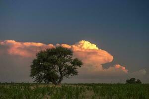 pampa albero nel rurale paesaggio, la pampa Provincia, patagonia, argentina. foto