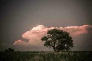 pampa albero paesaggio a tramonto, la pampa Provincia, argentina foto