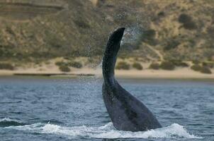 meridionale giusto balena coda , penisola valdes patagonia , argentina foto