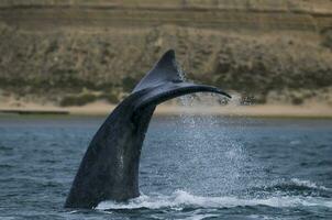 meridionale giusto balena coda , penisola valdes patagonia , argentina foto