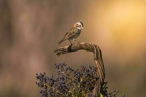 ruvido colletto passero, pampa, patagonia, argentina foto