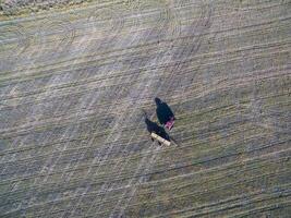 trattore e seminatrice, diretto semina nel il pampa, argentina foto