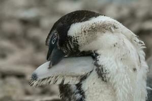 adelia pinguino, giovanile mutevole piume, paulet isola, Antartide foto
