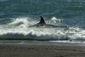 orca pattugliamento il costa,penisola Valdes, patagonia argentina foto