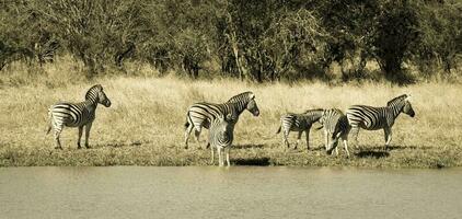 mandria di zebre nel il africano savana foto