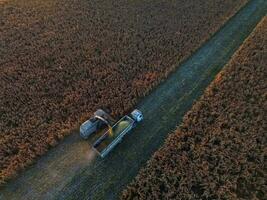 saggina raccolto, nel la pampa, argentina foto