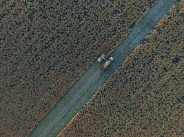 saggina raccolto, nel la pampa, argentina foto