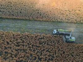 saggina raccolto, nel la pampa, argentina foto