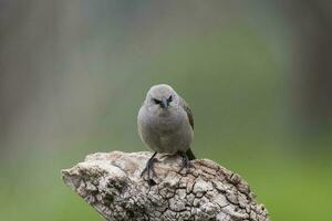 baia alato cowbird foto