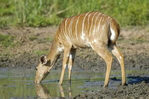 nyala nel africano savana ambiente, Sud Africa foto