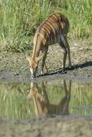 nyala nel africano savana ambiente, Sud Africa foto