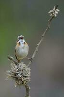 ruvido colletto passero, zonotrichia capensis, calden foreste, la pampa , argentina foto