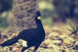 spoglio affrontato curassow, nel un' giungla ambiente, pantanal brasile foto