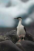 imperiale cormorano, allevamento colonia, paulet isola, antarica foto